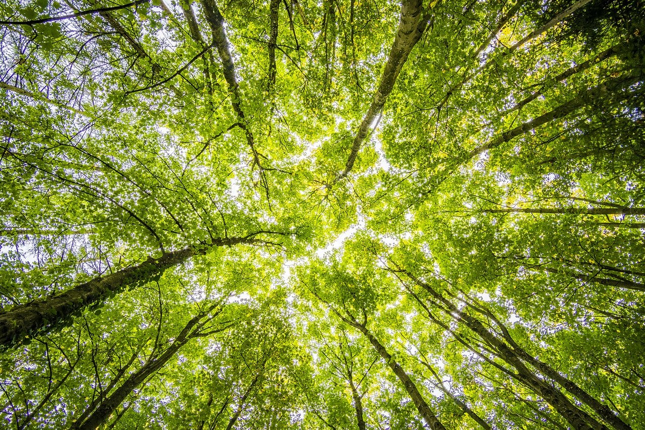 Lire la suite à propos de l’article Les avantages d’investir dans un Groupement Forestier d’Investissement